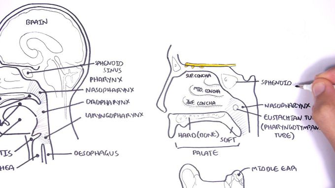 Nose and Paranasal sinuses anatomy: Clinical Tutorial