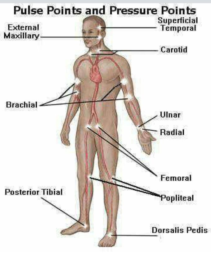 Different Pulses Check Point