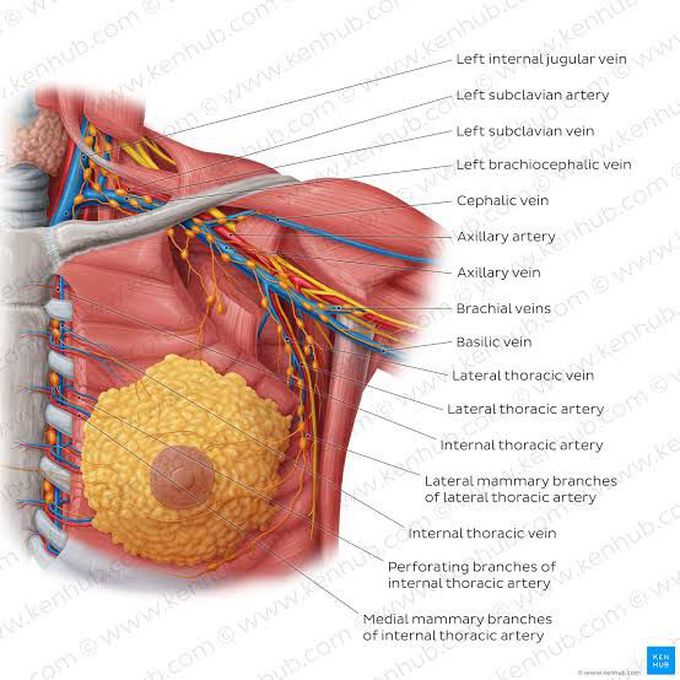 Blood supply of breast