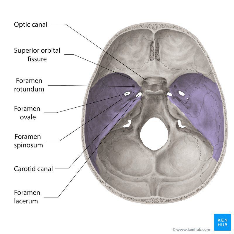 foramen-rotundum-medizzy