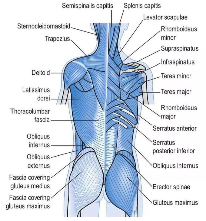 Superficial Muscles of the Back