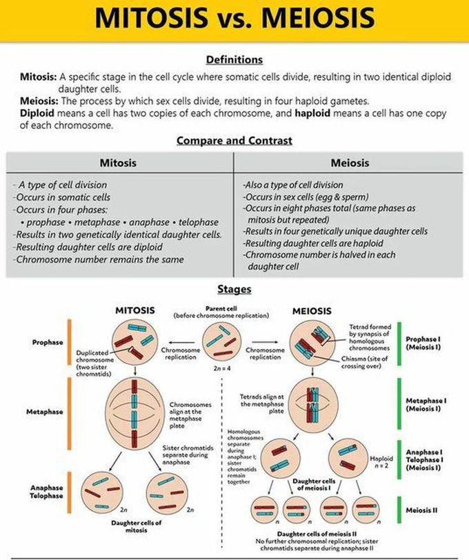 Meiosis Vs Mitosis