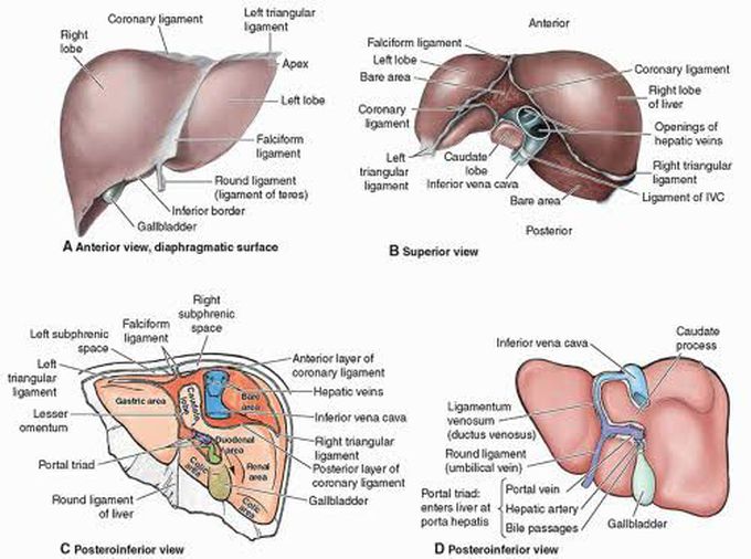 Liver