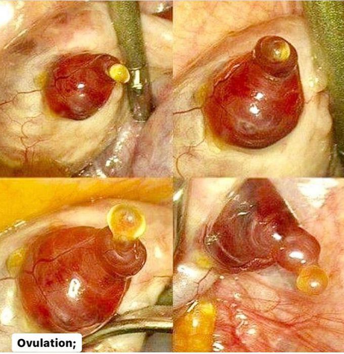 OVULATION 😍