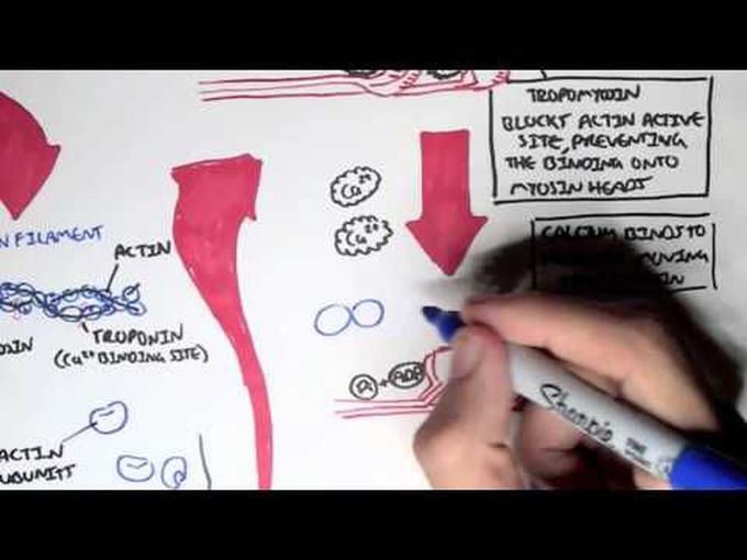 Overview of Sarcomere -
Actin and Myosin Filaments