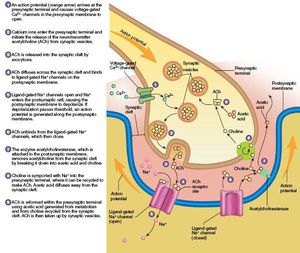 Neuromuscular junction - MEDizzy