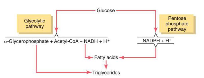 Overall schema for synthesis of triglycerides from glucose. 