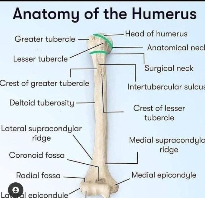 Anatomy of humerus