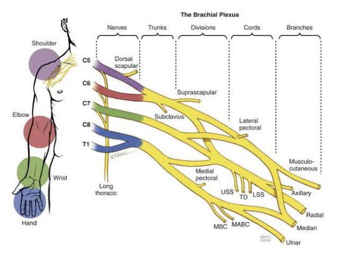 Brachial plexus injury