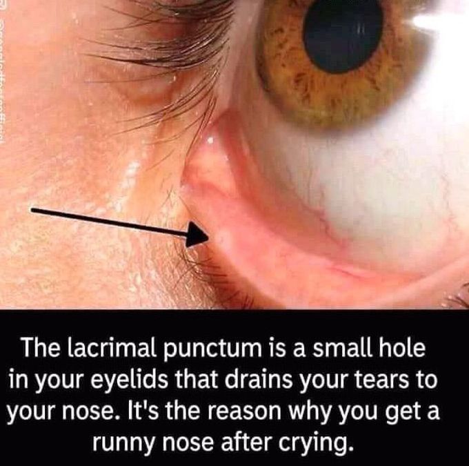 Lactrimal punctum