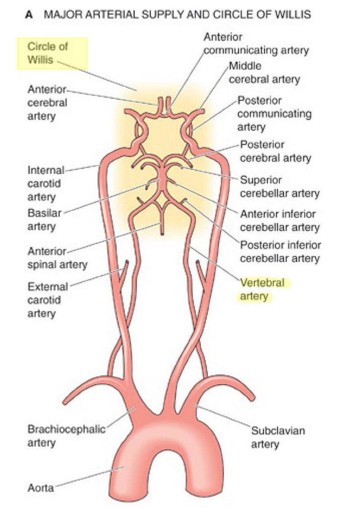 The Brain Circulation