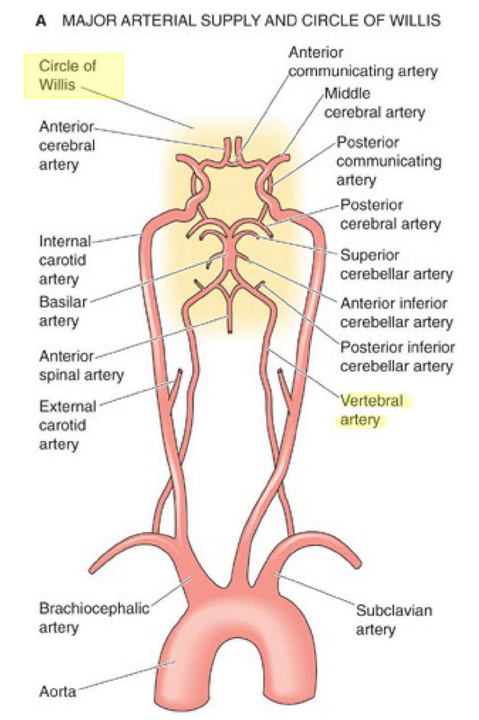 posterior spinal artery circle of willis