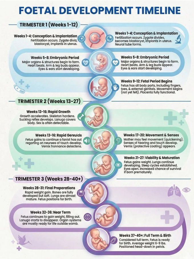 Fetal Developmental Timeline
