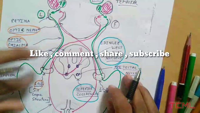 Visual Pathway clinical , PART - 3/4