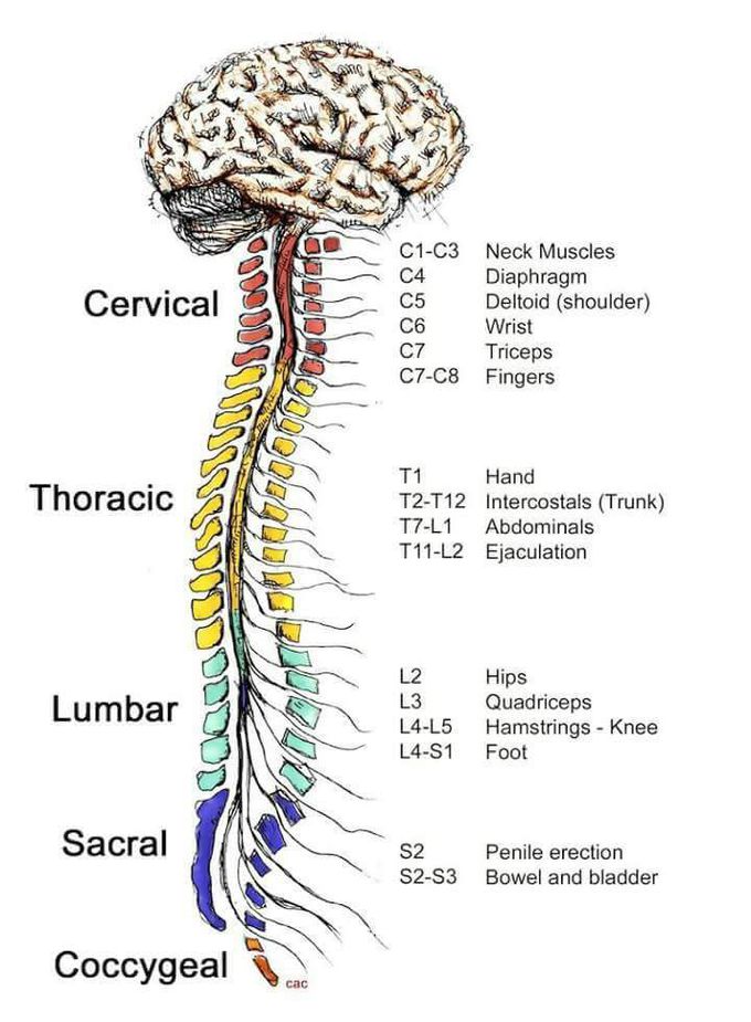 Nervous system