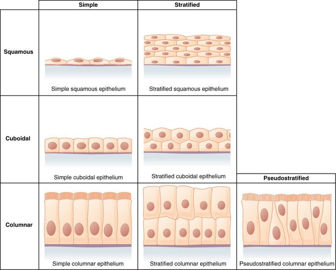 Types of Epithelial Tissue