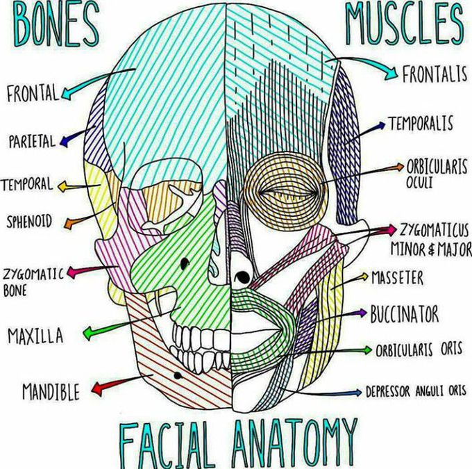Anatomy of FACE