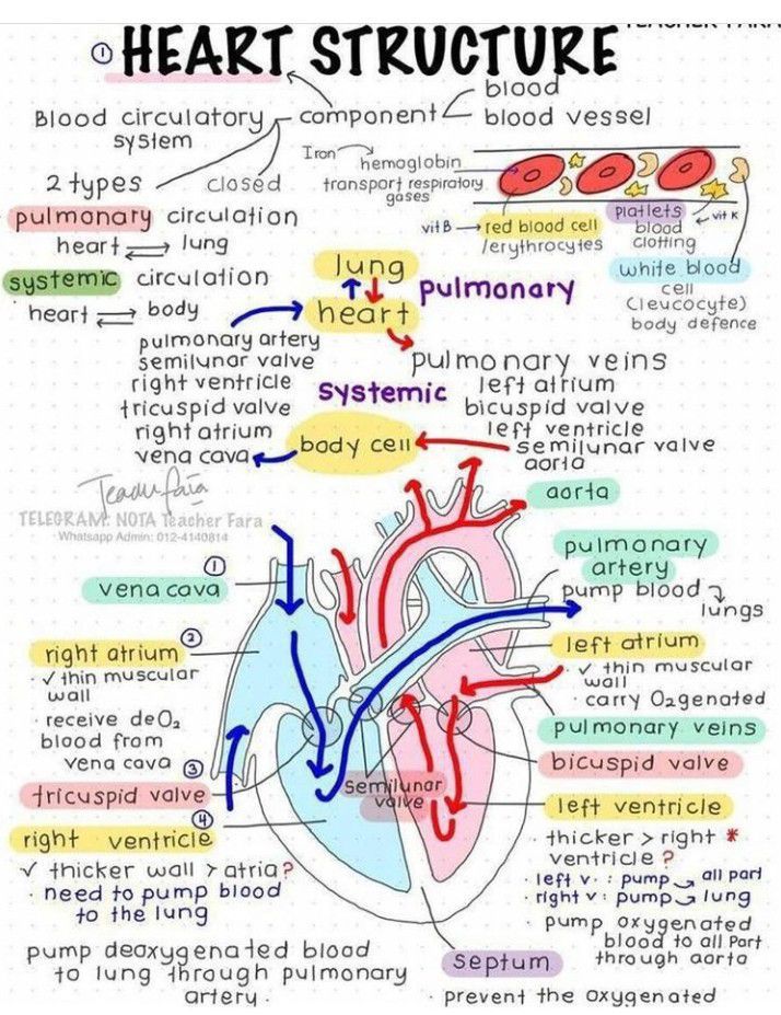 Structure of the heart - MEDizzy