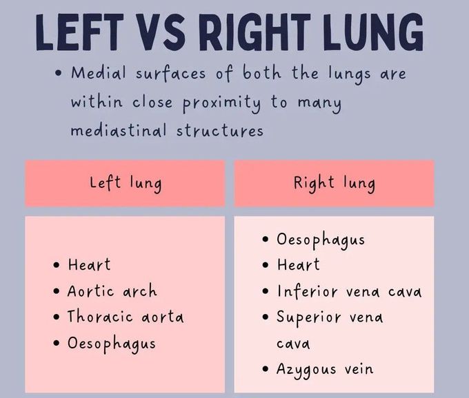 Lung Anatomy II