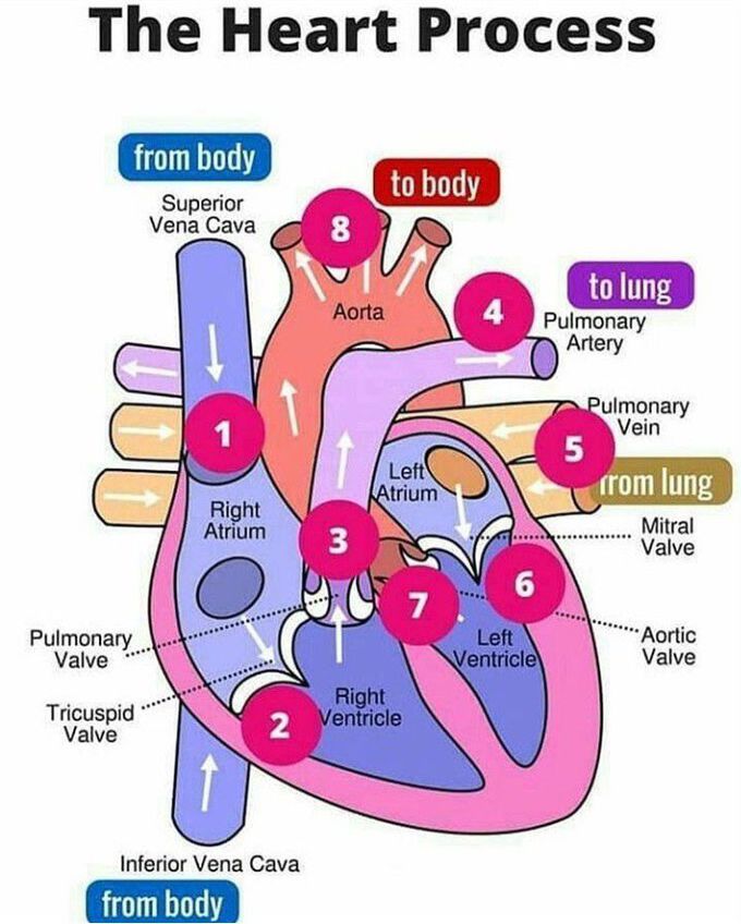 BLOOD CIRCULATION IN HEART