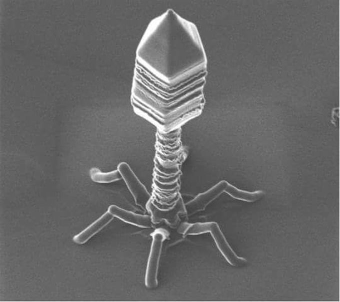 Bacteriophage