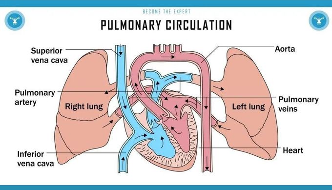 Pulmonary Circulation