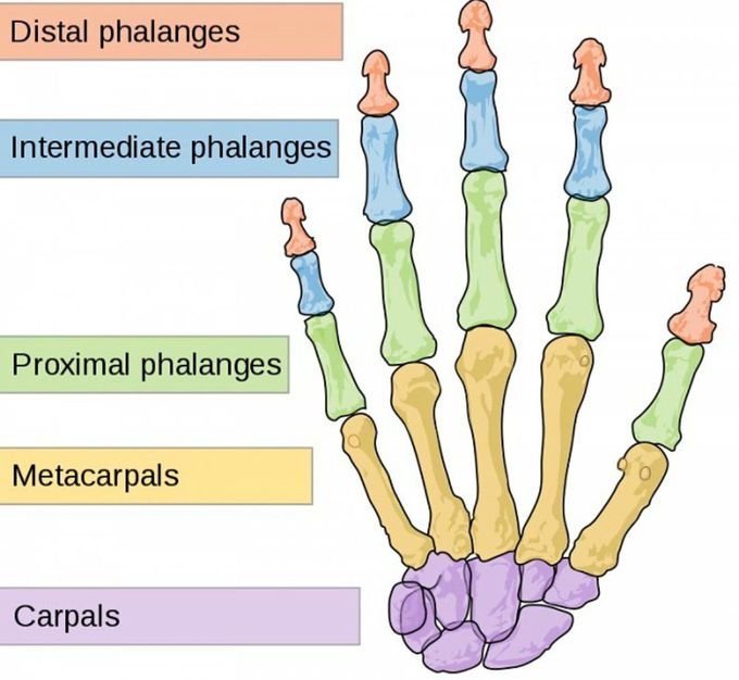 Bones