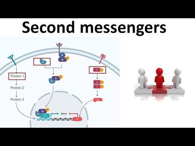 Cell Signaling- Different Types