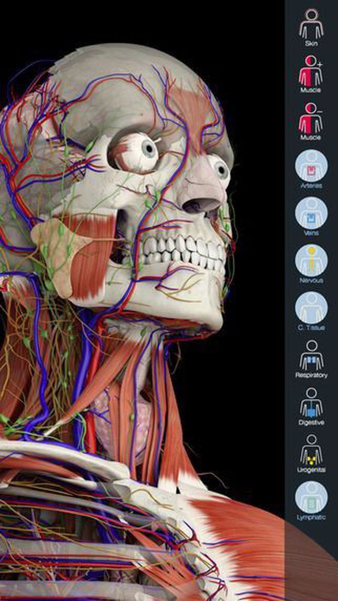 Anatomy