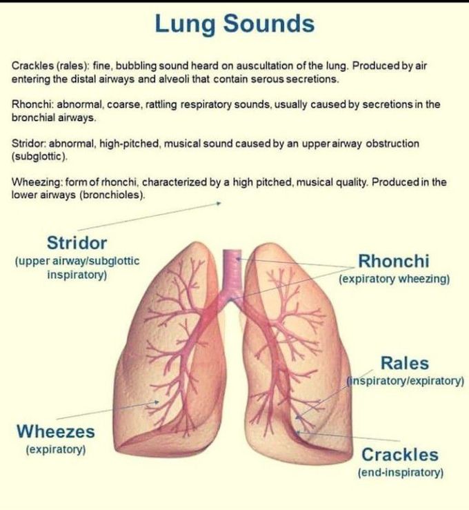Lung sounds