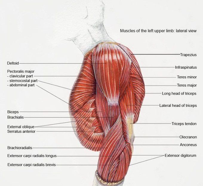Muscles - MEDizzy