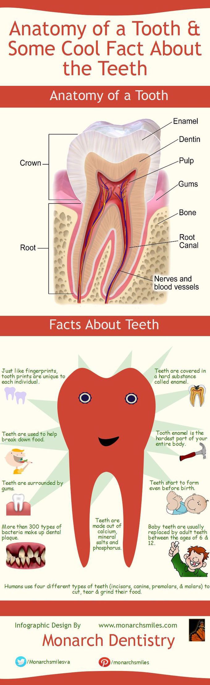 Anatomy of a Tooth & Some Cool Fact About the Teeth