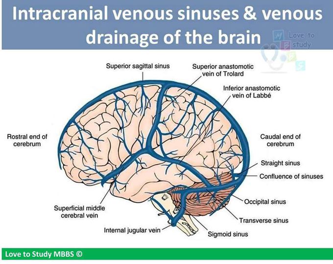 Structure of brain