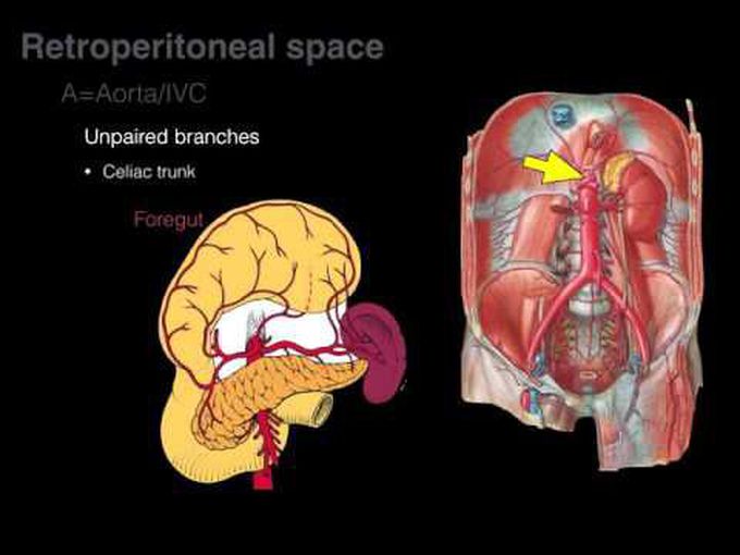 Anatomy of Retroperitoneal Organs