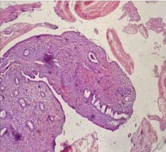 Dino histological slide