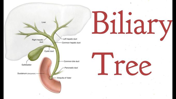 Anatomy of the Biliary tree