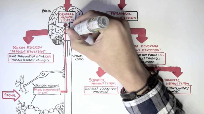 Neurology - Divisions of the Nervous System