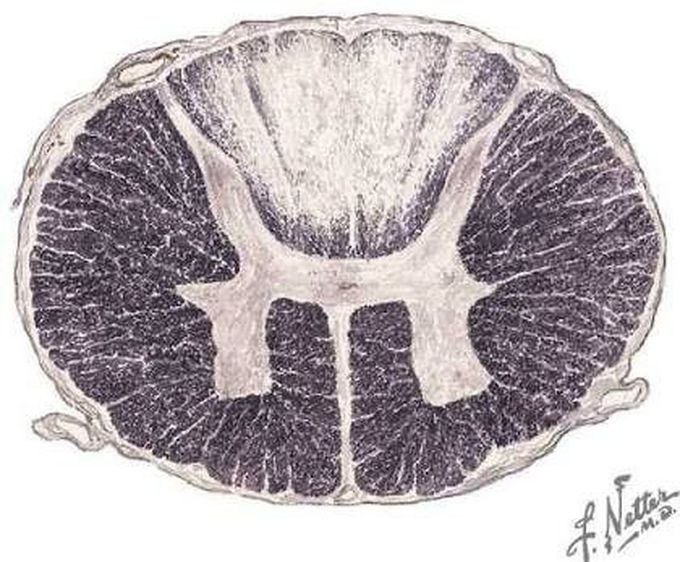 Tabes Dorsalis or Locomotor atrophy