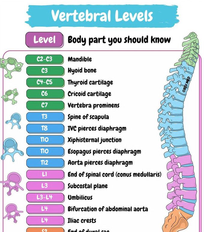 Vertebral Levels