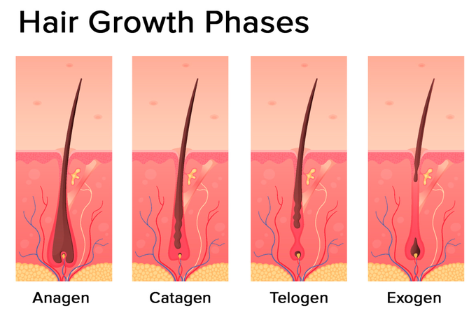 Stages of Hair Growth