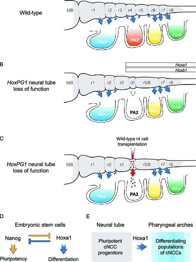 Alterations to pharyngeal arch patterning and homeotic transformations upon perturbation of Hoxa2 expression in mouse embryos. (A) A schematic showing the cNCC Hox code in the pharyngeal arches of the wild-type mouse embryo at pharyngula stage, as in Fig. 1C (see legend for details). (B) Loss of function of Hoxa2 in NCCs results in a homeotic transformation of PA2 to a PA1-like state (depicted as an expansion of the Hoxnegative territory into PA2), and results in a duplicated lower jaw. (C) Conversely, gain of function of Hoxa2 in NCCs results in a homeotic transformation of PA1 into a PA2-like state, resulting in the suppression of jaw formation. (D) Loss of function of the entire HoxA cluster in NCCs leads to partial transformation of PA2-4 to a PA1-like state, leading to a partial quadruplication of the lower jaw. MB, midbrain; PA, pharyngeal arch; r, rhombomere. 