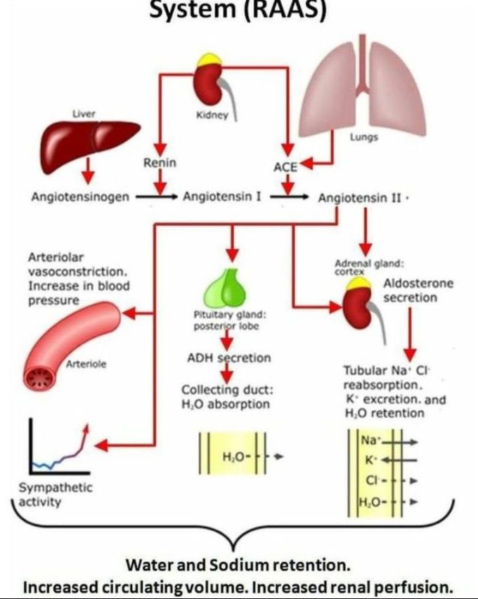 Renin Angiotensin Aldosterone System