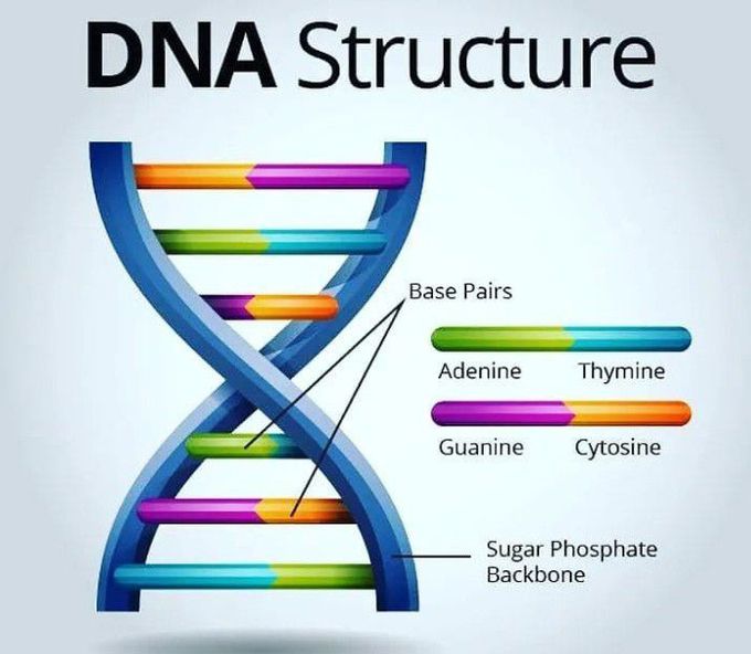 Dna structure