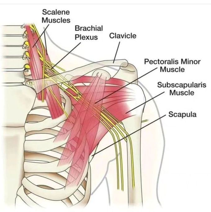 Shoulder Anatomy
