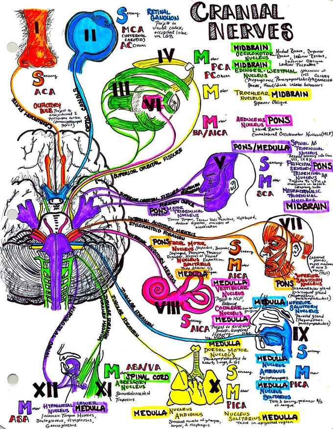 Craneal Nerves