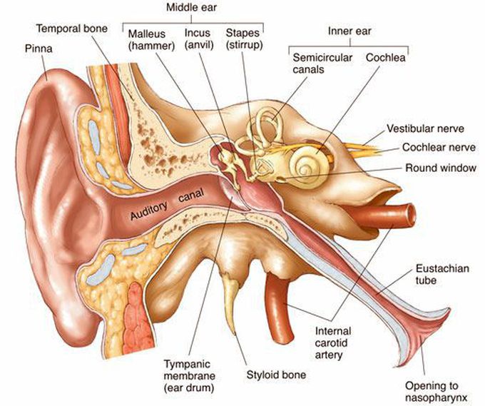 Anatomy of the Ear