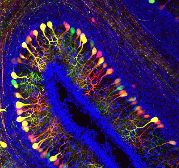 Slide of cerebellar cortex with fluresence dies 😍