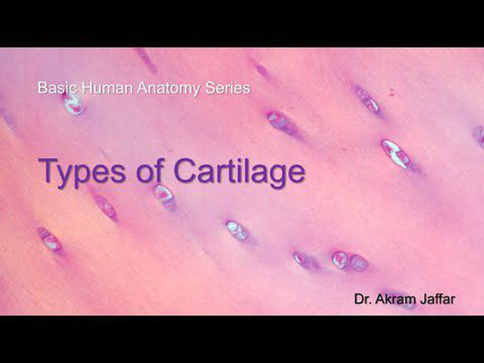 Cartilage Tissue Histology