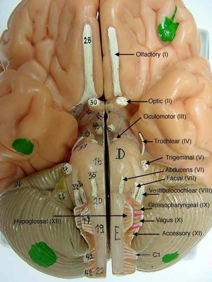 BRAIN