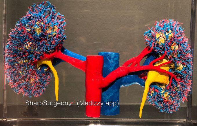 Your amazing kidneys!
